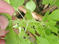 Parietaria floridana