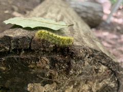 Lophocampa argentata
