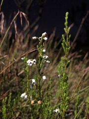 Erica margaritacea