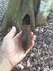 Couratari guianensis