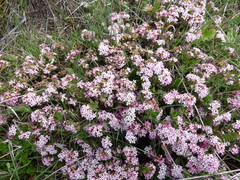 Pimelea alpina