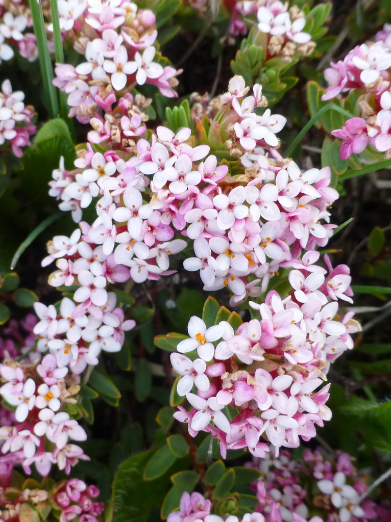 alpine rice-flower