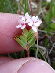 Pimelea alpina