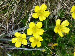 Ranunculus graniticola