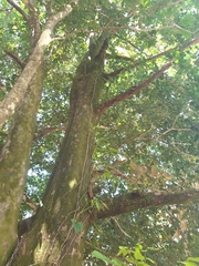 Couratari guianensis