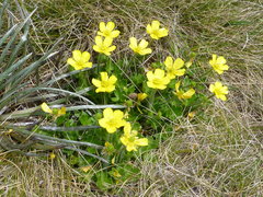 Ranunculus graniticola