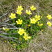 Ranunculus graniticola - Photo (c) Murray NZ, algunos derechos reservados (CC BY), subido por Murray NZ