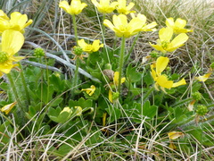 Ranunculus graniticola