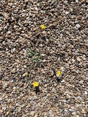 Malacothrix fendleri