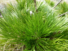 Aciphylla glacialis