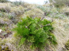 Aciphylla glacialis
