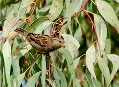 Passer domesticus
