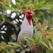 Red-crested × Red-capped Cardinal - Photo (c) albertolavarello, some rights reserved (CC BY-NC)