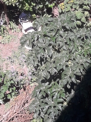 Magnoliopsida