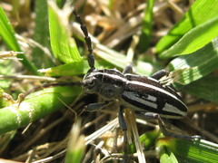 Dorcadion catenatum