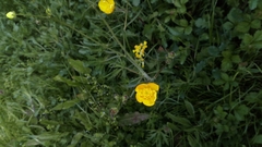 Ranunculus acris