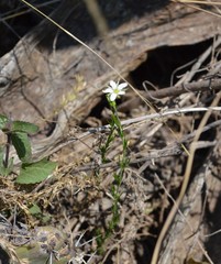 Arenaria lycopodioides