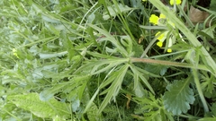 Ranunculus acris