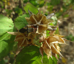 Dysdercus nigrofasciatus
