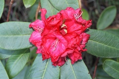 Rhododendron macrophyllum