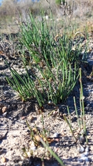 Elegia squamosa