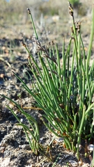 Elegia squamosa