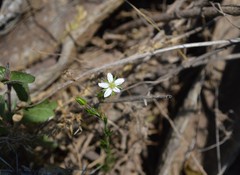 Arenaria lycopodioides