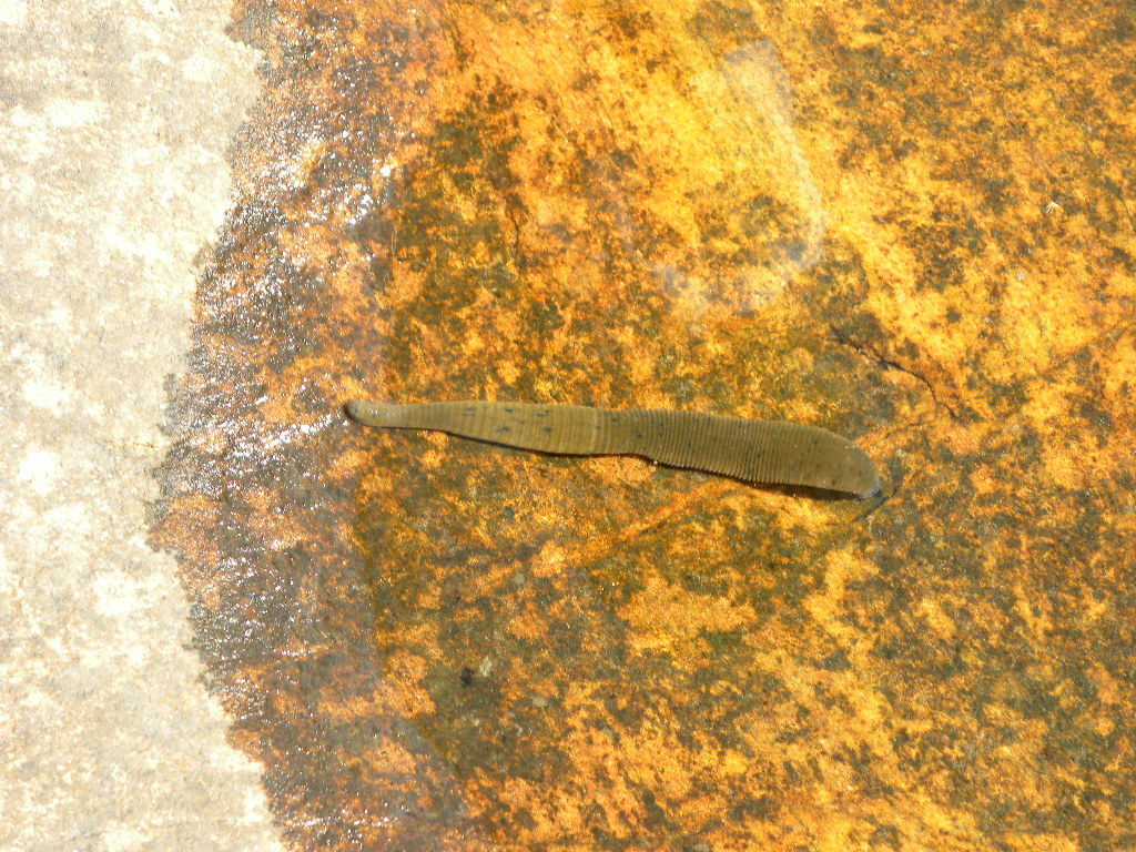 Nephelopsis obscura