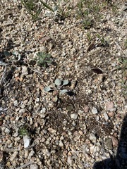 Eriogonum polycladon