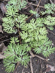 Dicentra canadensis