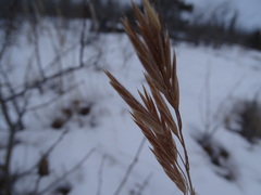 Bromus pumpellianus
