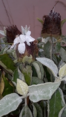 Barleria albostellata