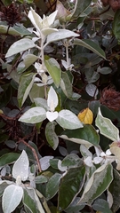 Barleria albostellata