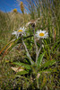 Common Mountain Daisy - Photo (c) Pete McGregor, some rights reserved (CC BY-NC-ND), uploaded by Pete McGregor