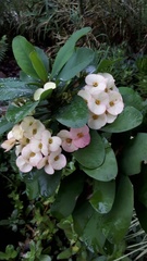 Euphorbia milii