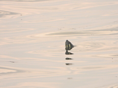 Trachemys venusta venusta