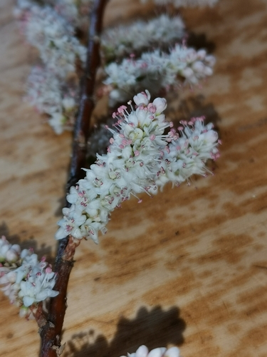 African Tamarisk