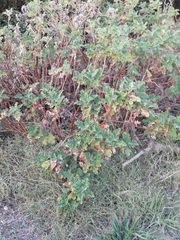 Pelargonium panduriforme