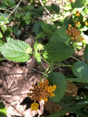 Lantana camara image