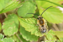 Eucera nigrescens