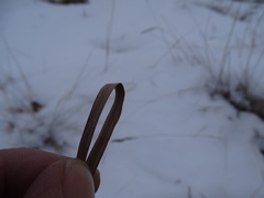 Bromus pumpellianus