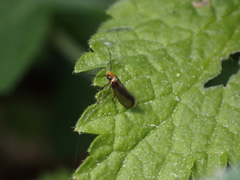 Micropterix