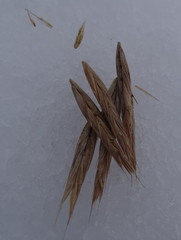 Bromus pumpellianus
