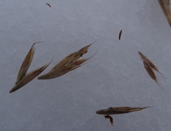 Bromus pumpellianus