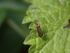 Micropterix