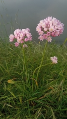 Allium roseum
