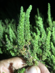 Cliffortia subsetacea