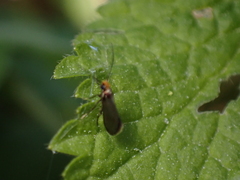 Micropterix