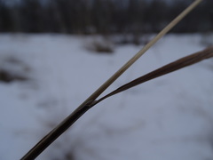 Bromus pumpellianus