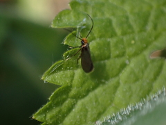 Micropterix
